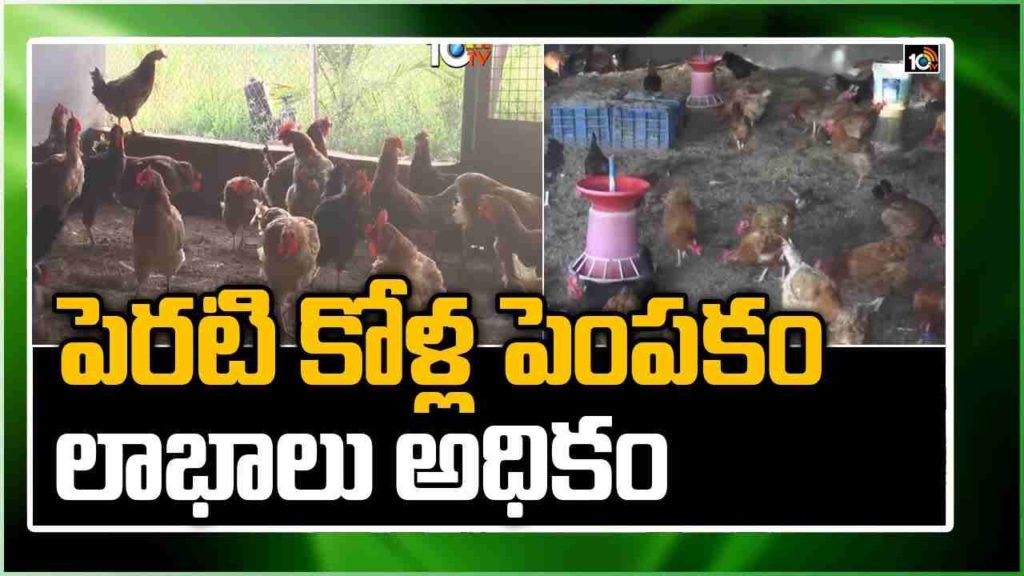 Backyard Poultry Farming