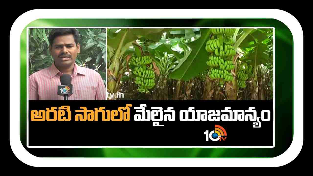 Banana Cultivation : అరటిసాగులో అనువైన రకాలు, పిలకల ఎంపిక.. మొక్కల నాటులో సమగ్ర యాజమాన్యం Banana Cultivation : అరటిసాగులో అనువైన రకాలు, పిలకల ఎంపిక.. మొక్కల నాటులో సమగ్ర యాజమాన్యం