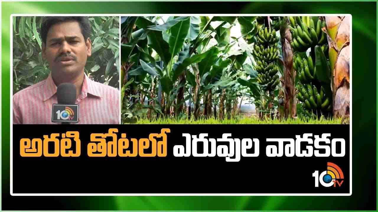 Banana Plantation : అరటిసాగులో ఎరువుల యాజమాన్యం.. అధిక దిగుబడులకు శాస్త్రవేత్తల సూచనలు Banana Plantation : అరటిసాగులో ఎరువుల యాజమాన్యం.. అధిక దిగుబడులకు శాస్త్రవేత్తల సూచనలు