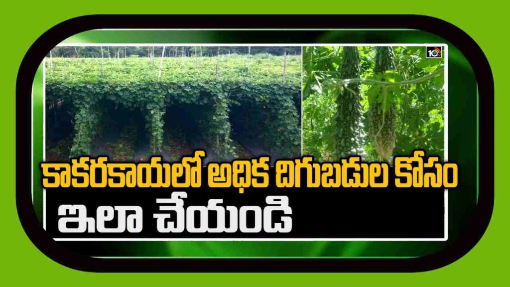 Bitter Gourd Cultivation