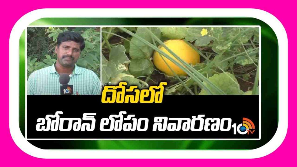 Boron in vegetables