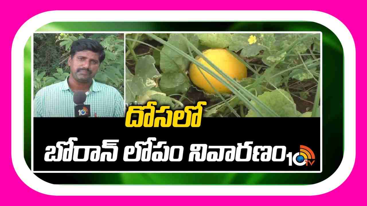 Cucumber Crop : దోసతోటలో బోరాన్ లోపం నివారణ Cucumber Crop : దోసతోటలో బోరాన్ లోపం నివారణ