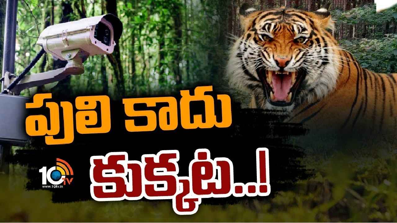 Bowrampet Tiger : అమ్మో పులి..! కాదు కాదు కుక్క.. బౌరంపేట్లో పులి సంచారంపై అధికారుల క్లారిటీ Bowrampet Tiger : అమ్మో పులి..! కాదు కాదు కుక్క.. బౌరంపేట్లో పులి సంచారంపై అధికారుల క్లారిటీ