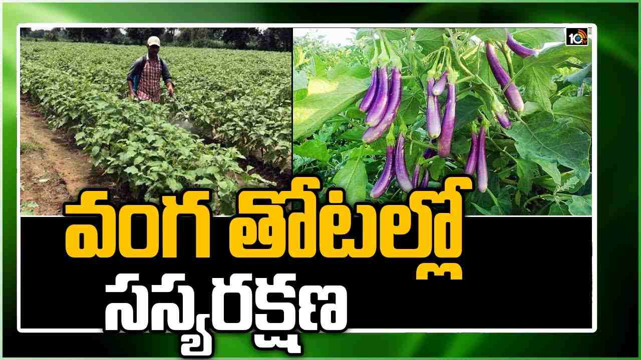 Brinjal Cultivation : వంగతోటలను నష్టపరుస్తున్న చీడపీడలు.. నివారణకు శాస్త్రవేత్తల సూచనలు Brinjal Cultivation : వంగతోటలను నష్టపరుస్తున్న చీడపీడలు.. నివారణకు శాస్త్రవేత్తల సూచనలు