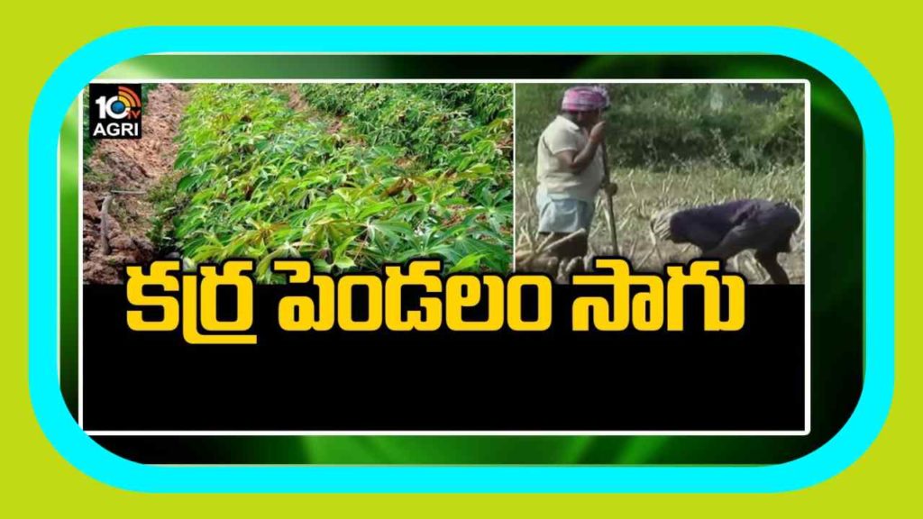 Cassava Cultivation