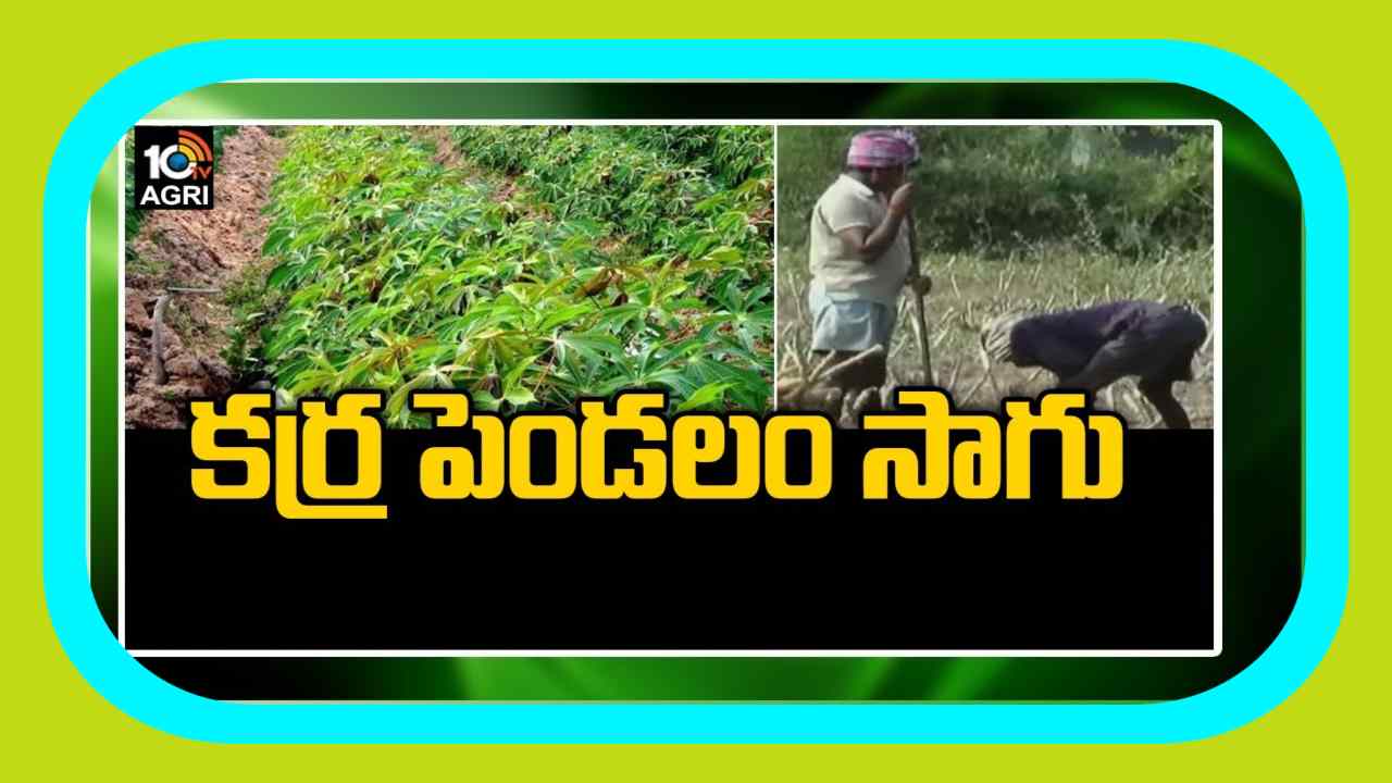 Cassava Cultivation : వర్షాధారంగా కర్రపెండలం సాగు.. మేలైన యాజమాన్య చర్యలు Cassava Cultivation : వర్షాధారంగా కర్రపెండలం సాగు.. మేలైన యాజమాన్య చర్యలు