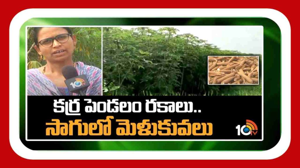 Cassava Cultivation