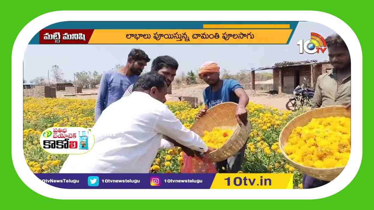 Chamanthi Cultivation : లాభాలు పూయిస్తున్న చామంతి పూల సాగు Chamanthi Cultivation : లాభాలు పూయిస్తున్న చామంతి పూల సాగు