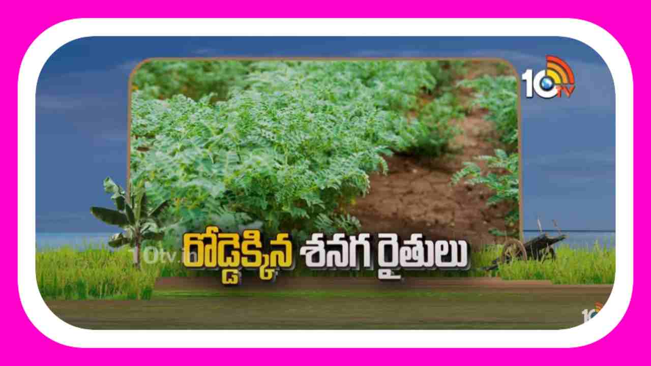 Chickpea Farmers : తెగుళ్లతో శనగ రైతు కుదేలు Chickpea Farmers : తెగుళ్లతో శనగ రైతు కుదేలు