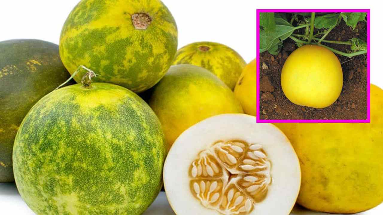 Cucumber : దోసకాయను ఈ మూడు పదార్ధాలతో కలిపి తీసుకుంటున్నారా ? Cucumber : దోసకాయను ఈ మూడు పదార్ధాలతో కలిపి తీసుకుంటున్నారా ?