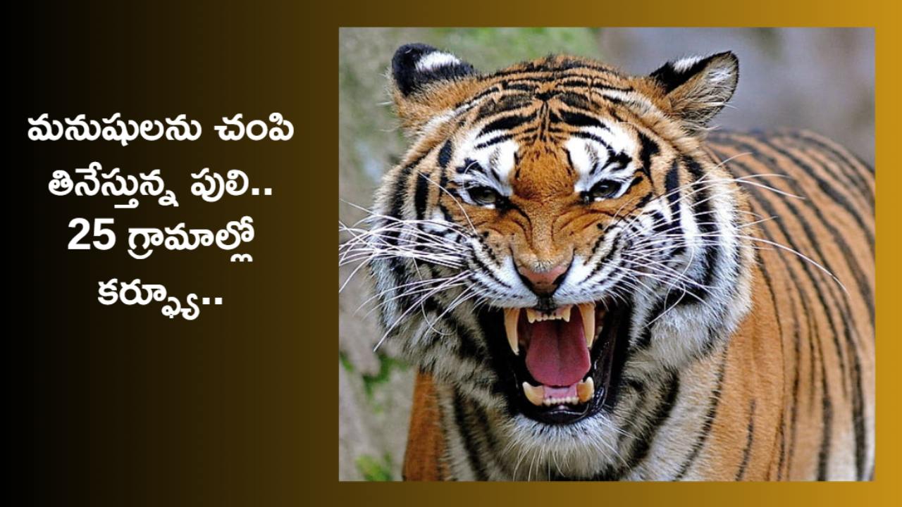 Uttarakhand : పులి వల్ల 25 గ్రామాల్లో కర్ఫ్యూ.. పులి దాడిలో మరణిస్తే రూ. 4 లక్షల పరిహారం ఇస్తామని ప్రకటన Uttarakhand : పులి వల్ల 25 గ్రామాల్లో కర్ఫ్యూ.. పులి దాడిలో మరణిస్తే రూ. 4 లక్షల పరిహారం ఇస్తామని ప్రకటన