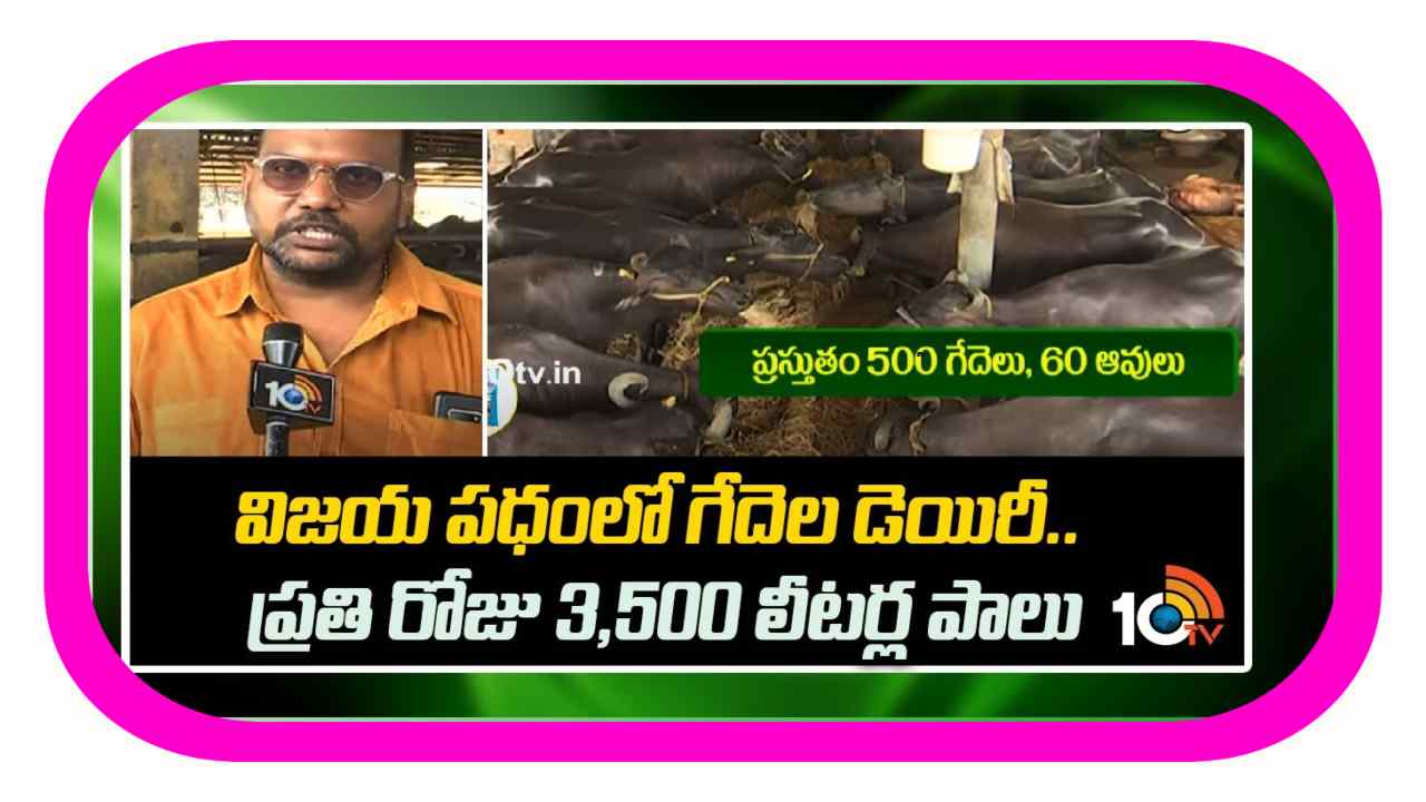 Dairy Farming : విజయ పథంలో గేదెల డెయిరీ.. Dairy Farming : విజయ పథంలో గేదెల డెయిరీ..