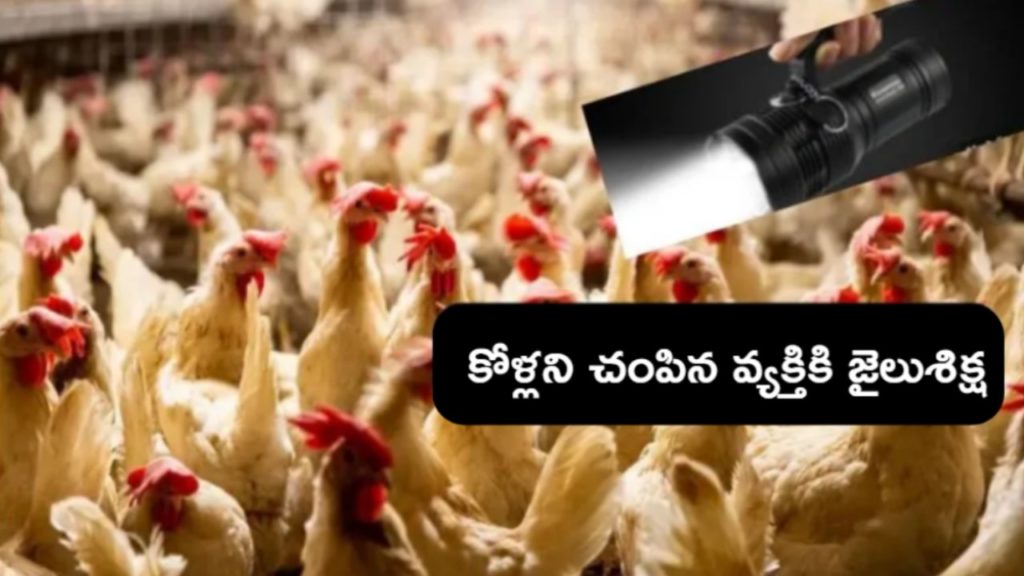 Death of chickens due to flash light..Person jailed
