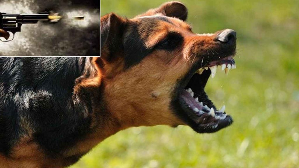 Dog Shooting