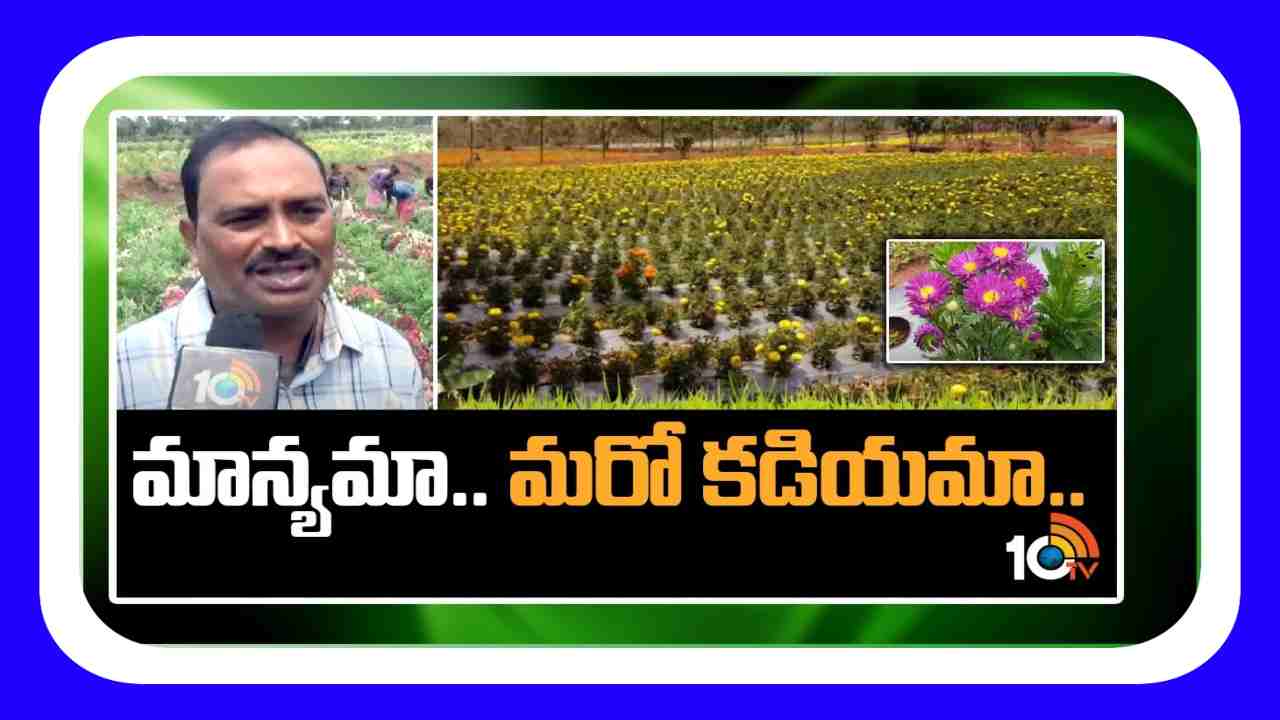Flowers Farming : మన్యంలో పూల సాగు Flowers Farming : మన్యంలో పూల సాగు