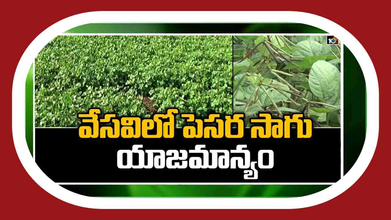 Green Gram Cultivation : పెసర సాగులో అనుసరించాల్సిన యాజమాన్యం ! Green Gram Cultivation : పెసర సాగులో అనుసరించాల్సిన యాజమాన్యం !