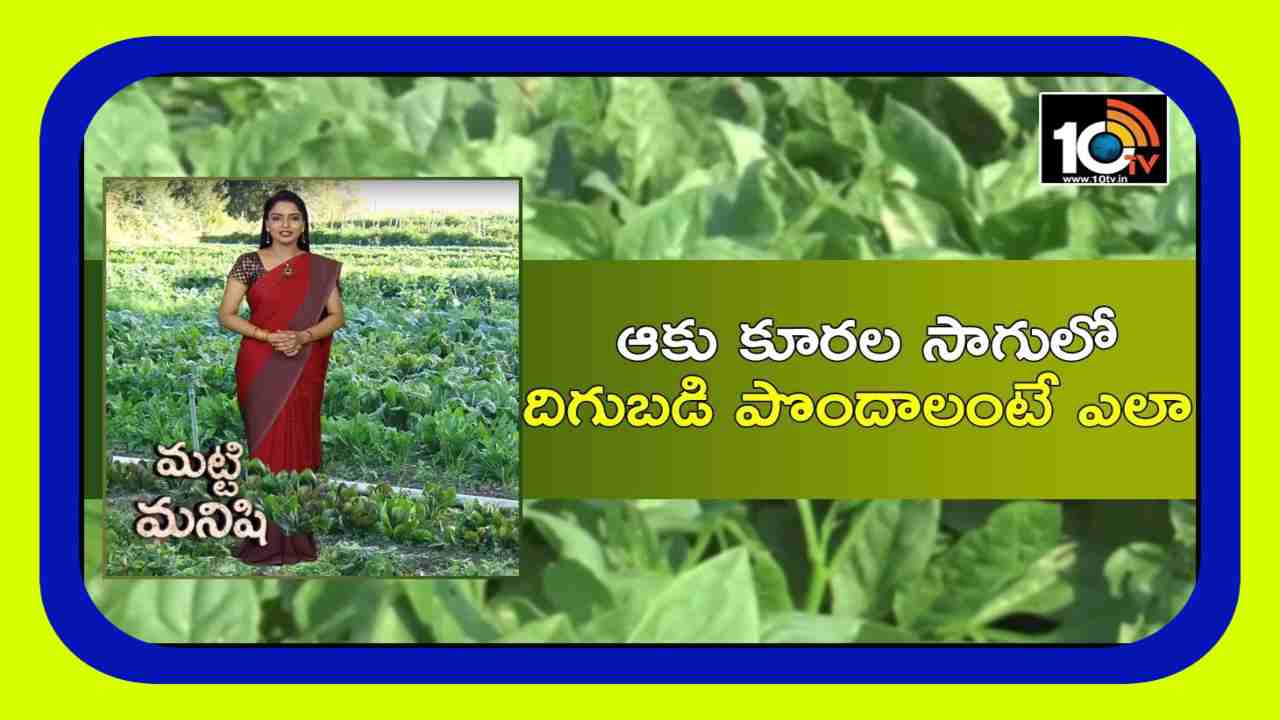 Green Leafy Vegetables : వేసవిలో ఆకుకూరలకు మంచి డిమాండ్.. అధిక దిగుబడుల కోసం శాస్త్రవేత్తల సూచనలు Green Leafy Vegetables : వేసవిలో ఆకుకూరలకు మంచి డిమాండ్.. అధిక దిగుబడుల కోసం శాస్త్రవేత్తల సూచనలు