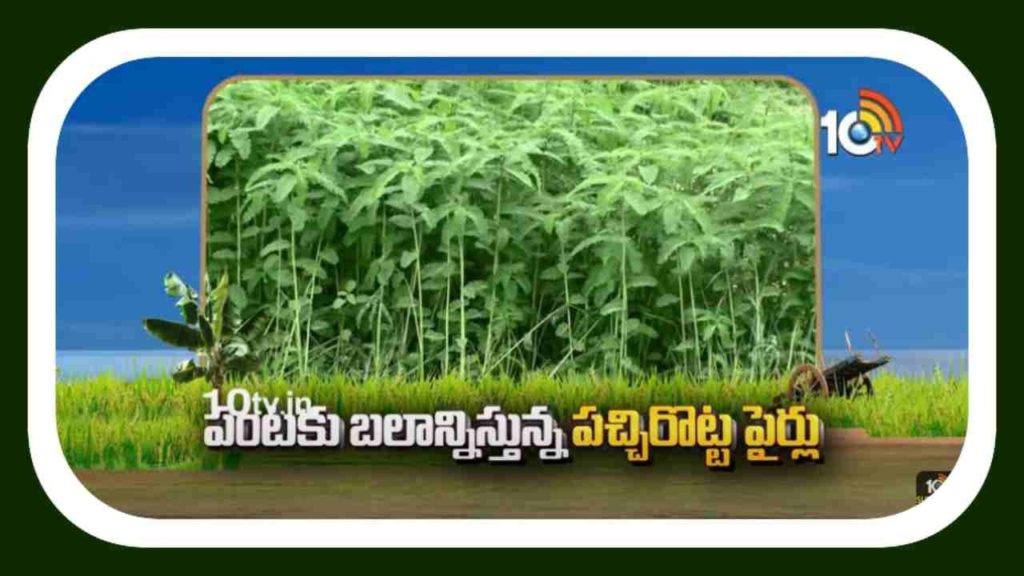 Green Manure Cultivation Tips
