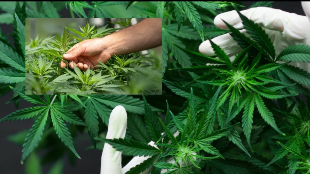 Himachal govt legalise cannabis