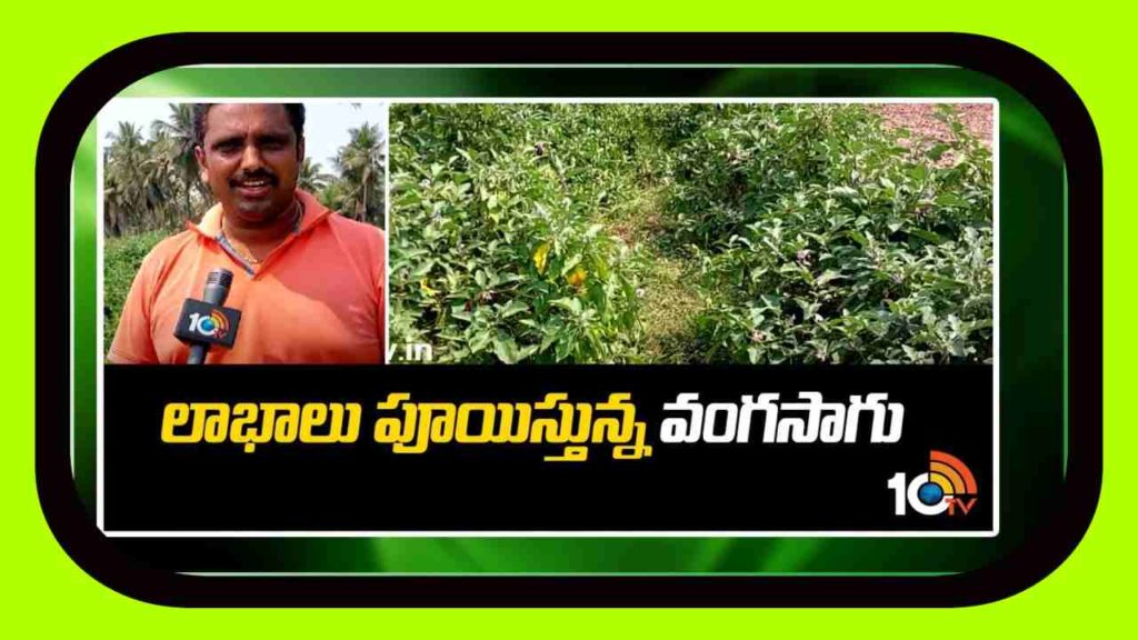 Huge Profits In Brinjal Crop