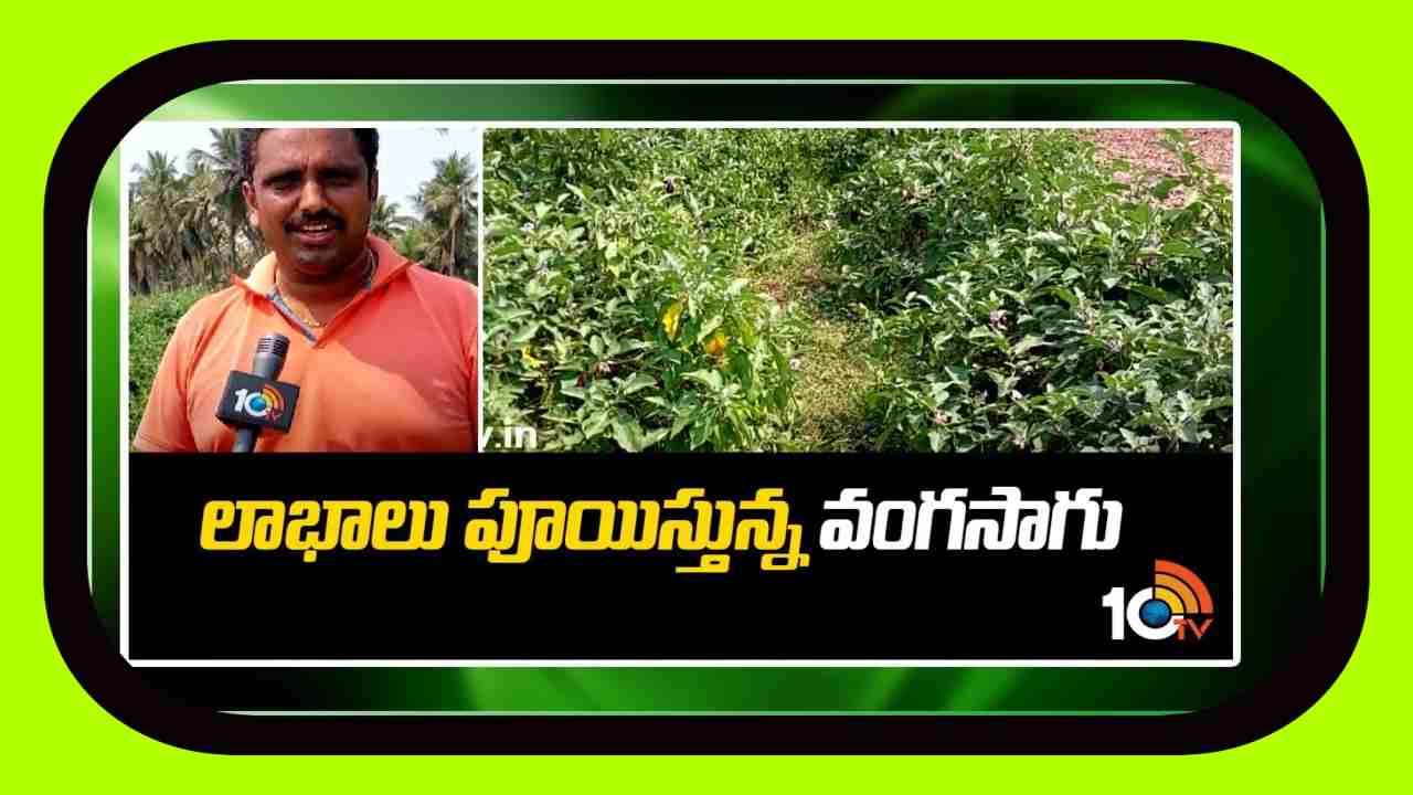 Brinjal Crop : వంగసాగు.. లాభాలు బాగు Brinjal Crop : వంగసాగు.. లాభాలు బాగు