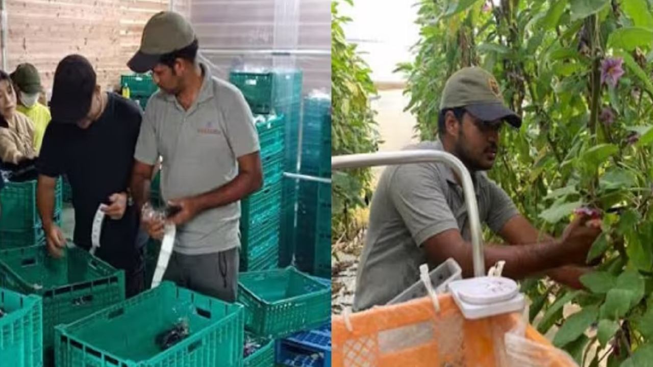 Infosys techie quits job to become a farmer in Japan, earns double of his salary