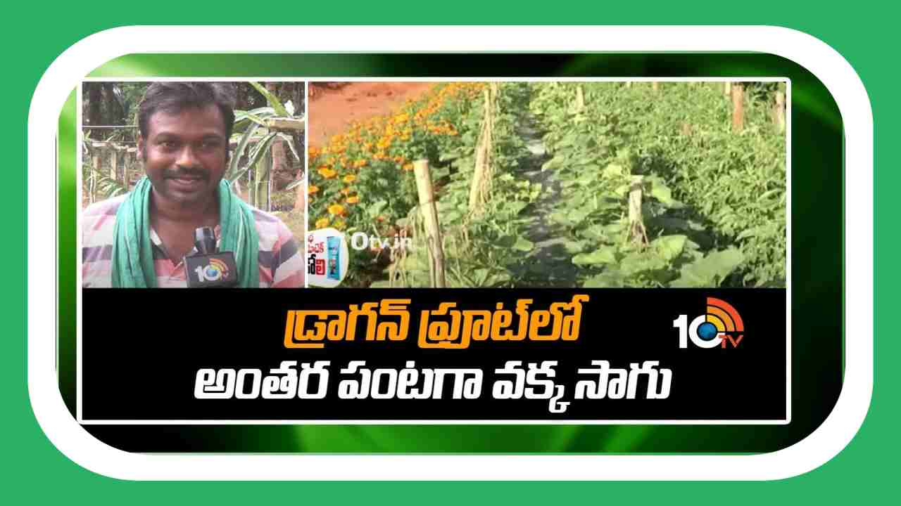 Intercropping : డ్రాగన్ ఫ్రూట్ లో అంతర పంటగా వక్కసాగు Intercropping : డ్రాగన్ ఫ్రూట్ లో అంతర పంటగా వక్కసాగు