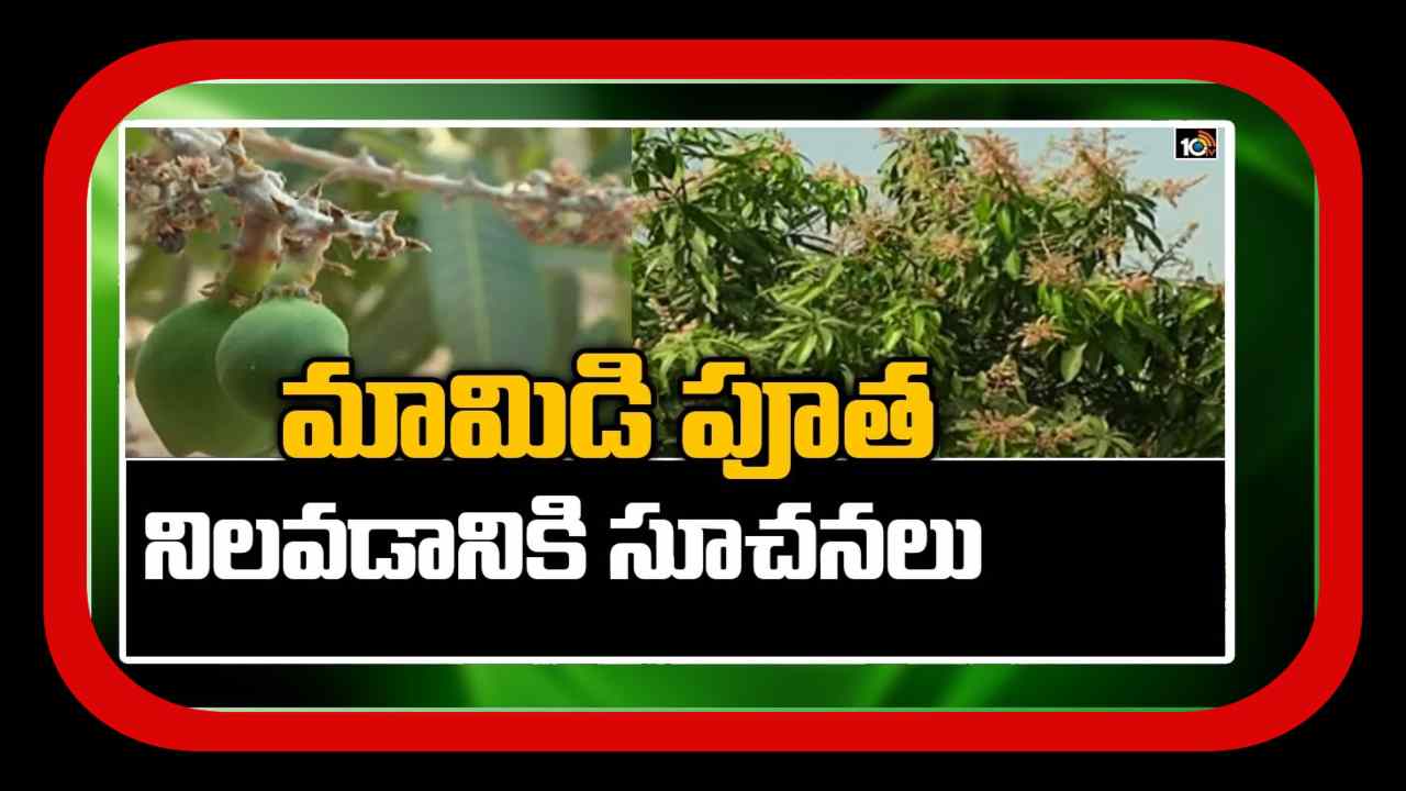 Jeedi Mamidi Cultivation : జీడిమామిడి పూత, కాత ఆలస్యం.. కాయలు నిలిచేందుకు శాస్త్రవేత్తల సూచనలు Jeedi Mamidi Cultivation : జీడిమామిడి పూత, కాత ఆలస్యం.. కాయలు నిలిచేందుకు శాస్త్రవేత్తల సూచనలు