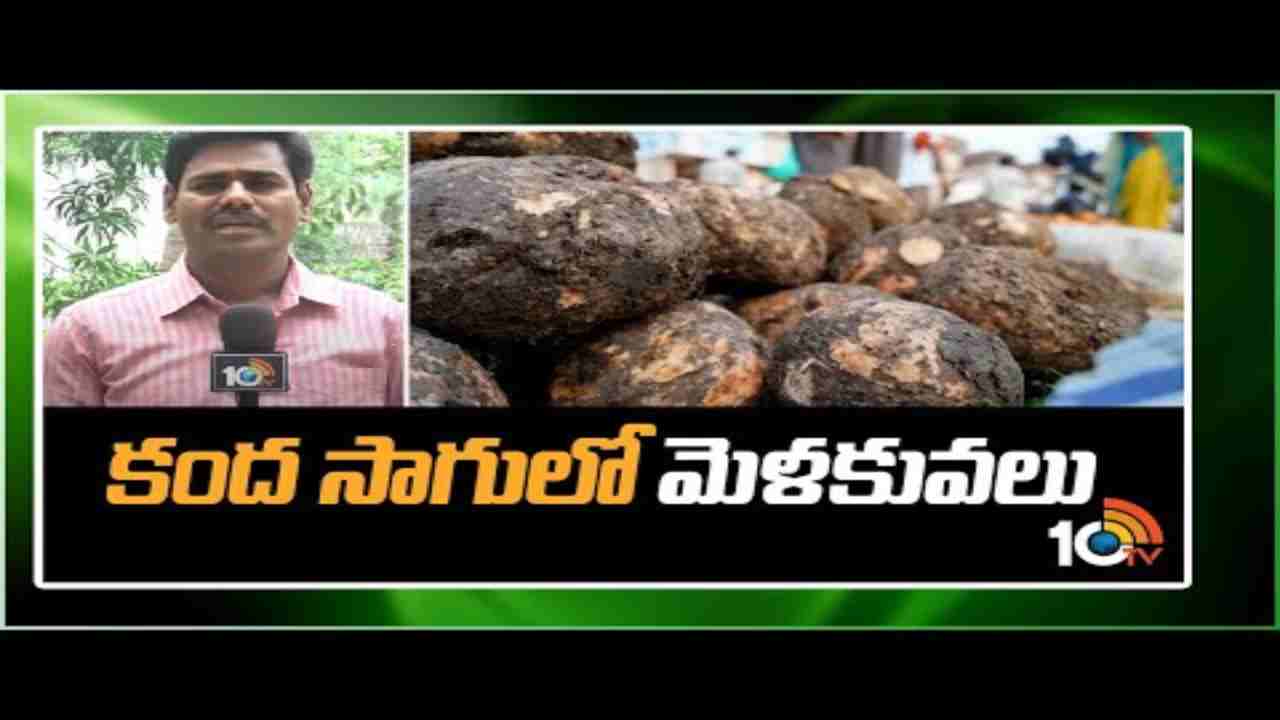 Kanda Yam Cultivation : కంద సాగుతో మంచి ఆదాయం.. అధిక దిగుబడుల కోసం యాజమాన్య పద్ధతులు ! Kanda Yam Cultivation : కంద సాగుతో మంచి ఆదాయం.. అధిక దిగుబడుల కోసం యాజమాన్య పద్ధతులు !