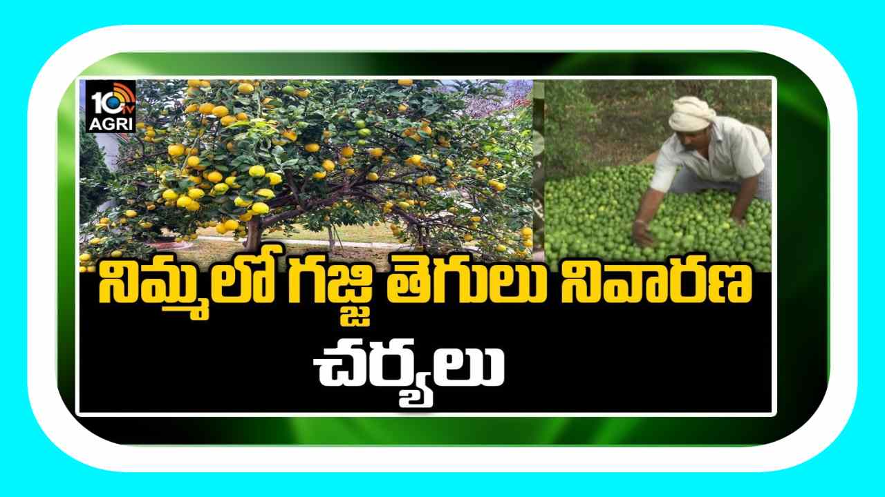 Citrus Cultivation : నిమ్మతోటల్లో గజ్జితెగులు నివారణ చర్యలు Citrus Cultivation : నిమ్మతోటల్లో గజ్జితెగులు నివారణ చర్యలు