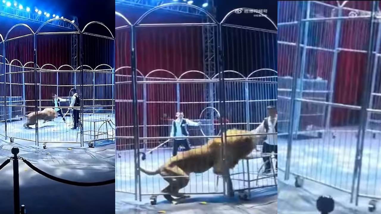 Lions Escape from Circus : సర్కస్ బోనులోంచి బయటకొచ్చేసిన సింహాలు .. ప్రేక్షకులు పరుగులు,తొక్కిసలాట Lions Escape from Circus : సర్కస్ బోనులోంచి బయటకొచ్చేసిన సింహాలు .. ప్రేక్షకులు పరుగులు,తొక్కిసలాట