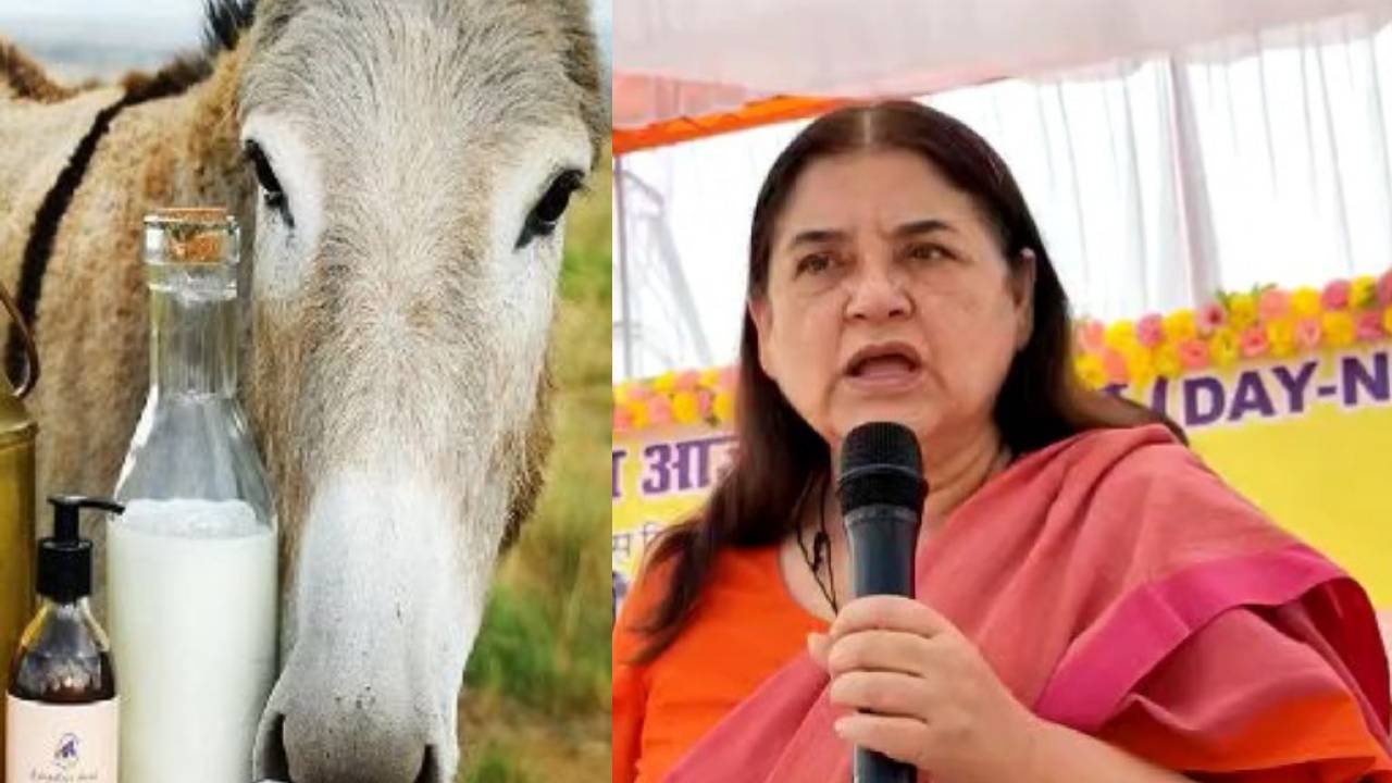 Maneka Gandhi : గాడిద పాలతో చేసిన సబ్బు మహిళలను అందంగా చేస్తుంది రూ. 500లకే ఈ సబ్బు లభిస్తోంది : మేనకాగాంధీ Maneka Gandhi : గాడిద పాలతో చేసిన సబ్బు మహిళలను అందంగా చేస్తుంది రూ. 500లకే ఈ సబ్బు లభిస్తోంది : మేనకాగాంధీ