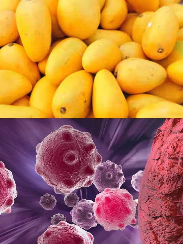 గుండెపోటు, క్యాన్సర్ కణాలతో పోరాడే మామిడి పండు 10TV Telugu Top