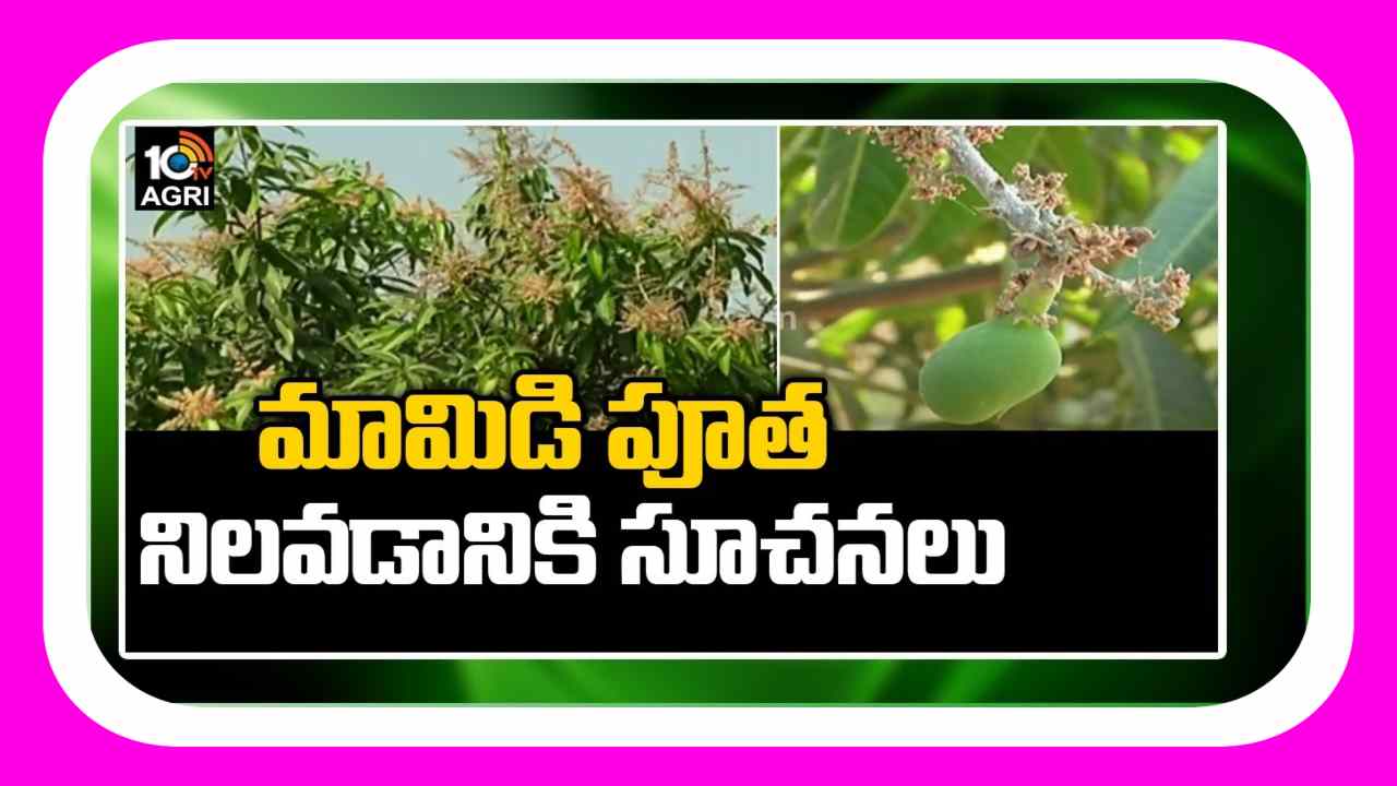 Mango Farming : మామిడి తోటలకు ఆలస్యంగా పూత, కాత.. కాయలు నిలిచేందుకు శాస్త్రవేత్తల సూచనలు Mango Farming : మామిడి తోటలకు ఆలస్యంగా పూత, కాత.. కాయలు నిలిచేందుకు శాస్త్రవేత్తల సూచనలు