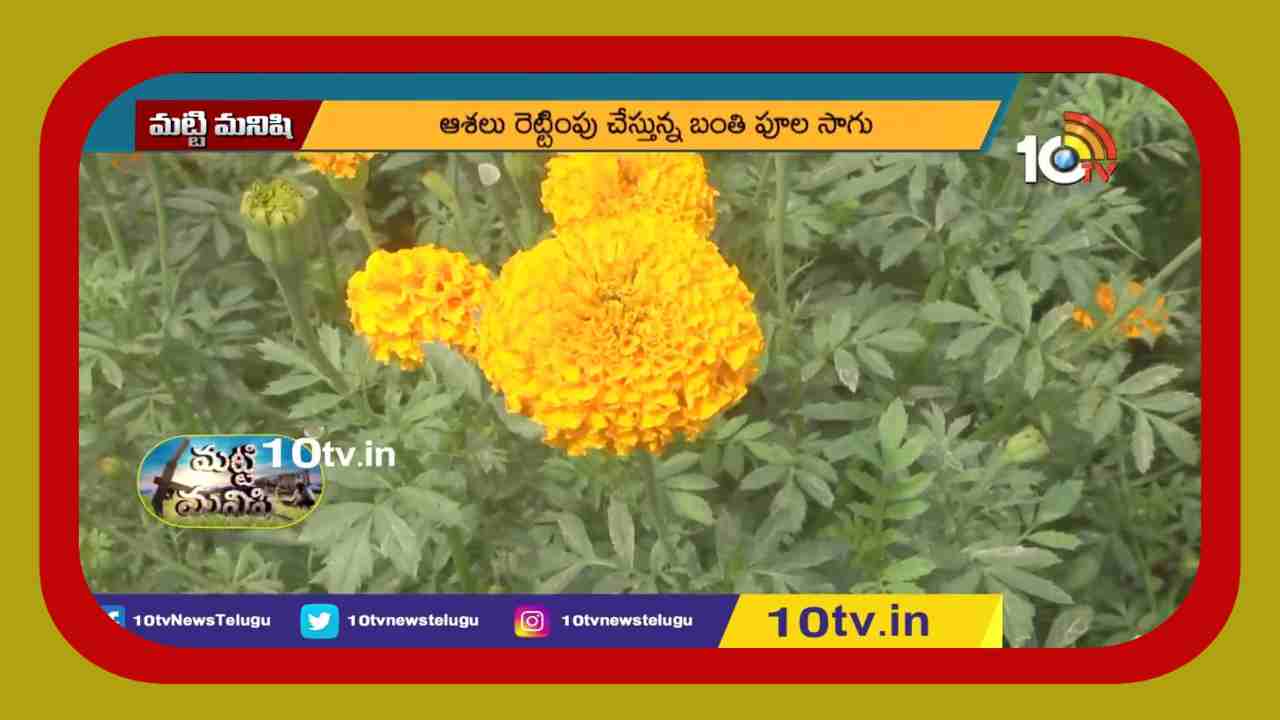 Marrigold Cultvation : బంతి సాగుతో అధిక లాభాలు పొందుతున్న రైతు Marrigold Cultvation : బంతి సాగుతో అధిక లాభాలు పొందుతున్న రైతు