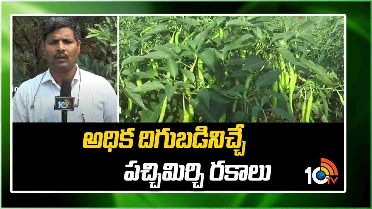 Mirchi Cultivation : ఏడాది పొడవునా పచ్చిమిర్చి సాగు.. మేలైన యాజమాన్యం పాటిస్తే అధిక దిగుబడులు Mirchi Cultivation : ఏడాది పొడవునా పచ్చిమిర్చి సాగు.. మేలైన యాజమాన్యం పాటిస్తే అధిక దిగుబడులు