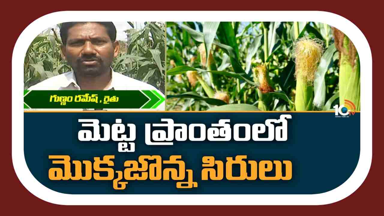 Maize Cultivation : మెట్టప్రాంతంలో సిరులు కురిపిస్తున్న మొక్కజొన్న సాగు Maize Cultivation : మెట్టప్రాంతంలో సిరులు కురిపిస్తున్న మొక్కజొన్న సాగు
