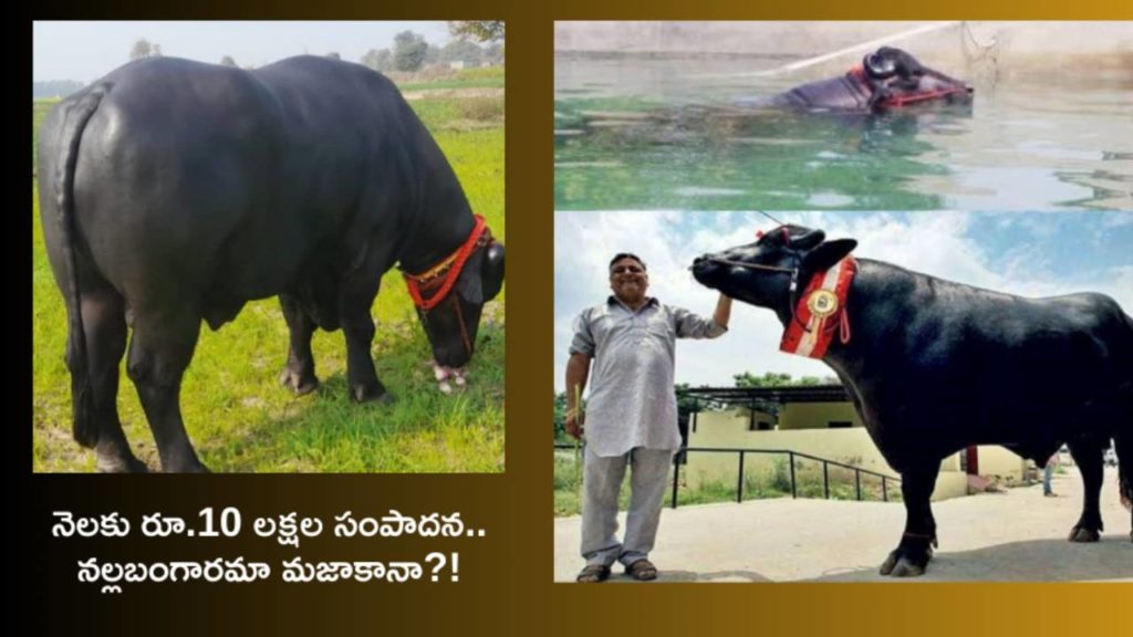 Haryana Murrah Breed Buffalo
