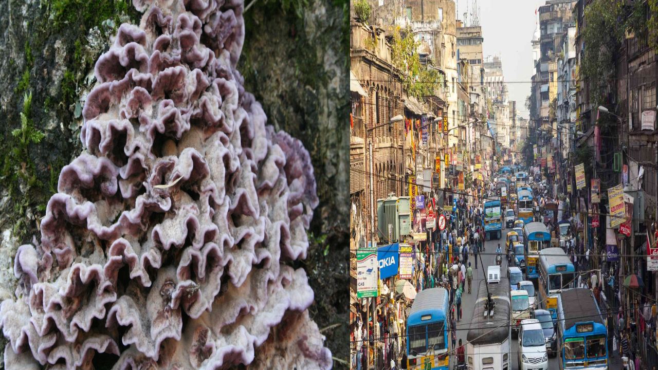 first plant fungus case : కోల్కతాలో ప్రపంచంలోనే మొట్టమొదటి ఫ్రాణంతక “ప్లాంట్ ఫంగస్” కేసు.. ఇది ఎలా సంక్రమిస్తుందంటే … first plant fungus case : కోల్కతాలో ప్రపంచంలోనే మొట్టమొదటి ఫ్రాణంతక “ప్లాంట్ ఫంగస్” కేసు.. ఇది ఎలా సంక్రమిస్తుందంటే …
