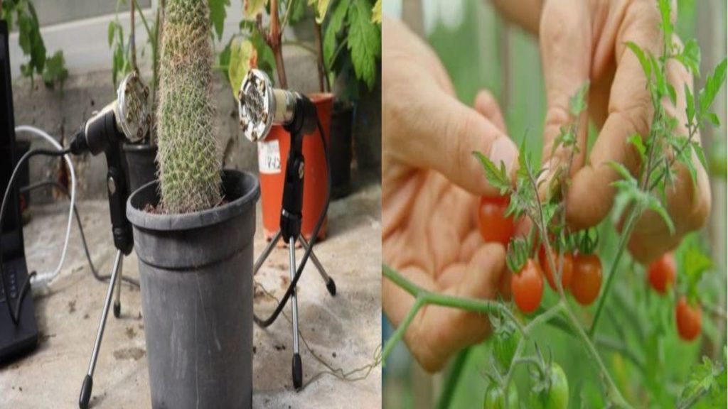 Plants cry when stressed