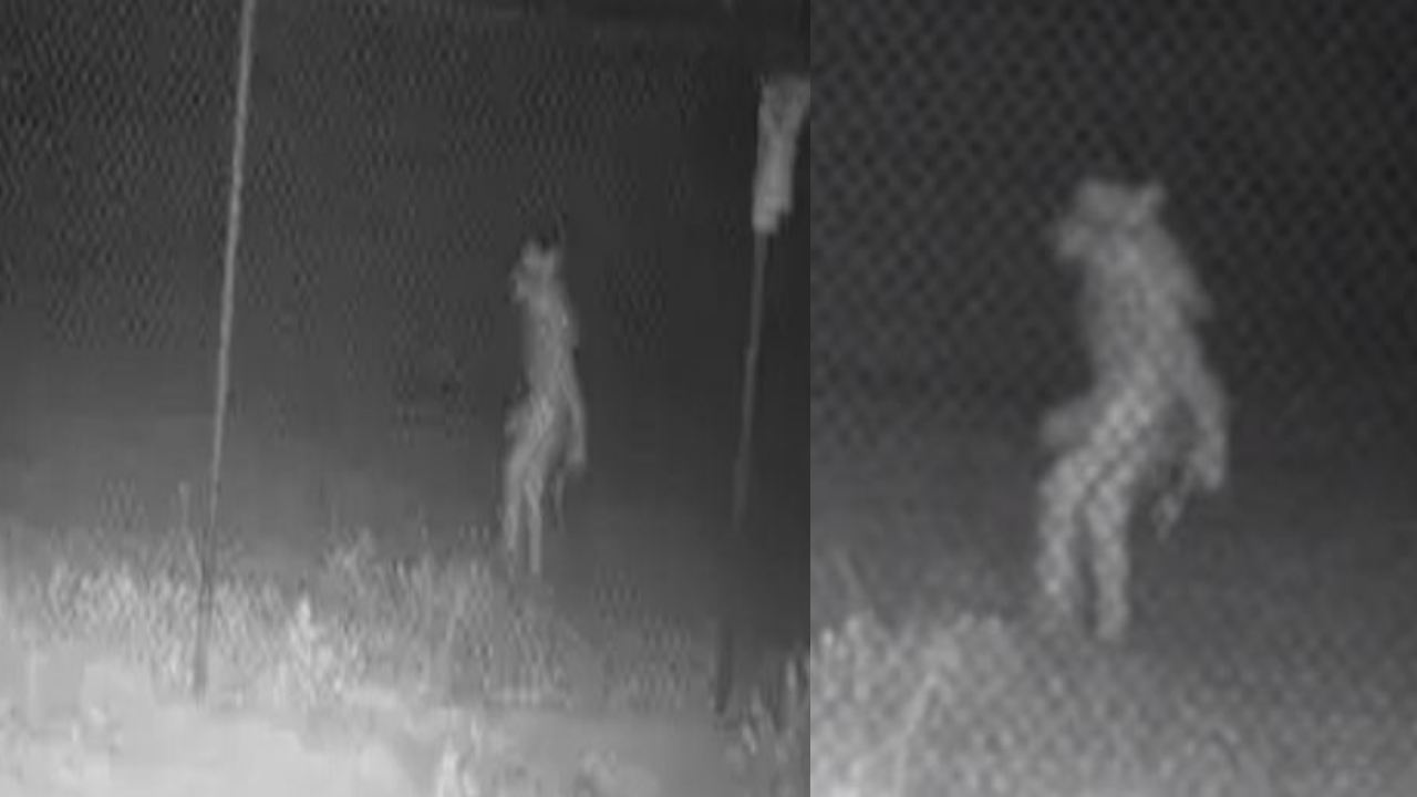 strange creature : అమరిల్లో సిటీలో వింత ఆకారం.. అంతుచిక్కని మిస్టరీ.. strange creature : అమరిల్లో సిటీలో వింత ఆకారం.. అంతుచిక్కని మిస్టరీ..