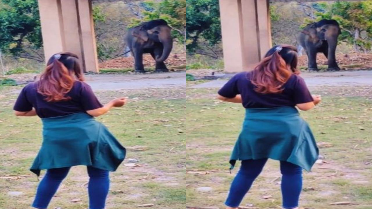 Elephant dance viral : ఏనుగుపై స్వారీ చేసి వాటిని ఇబ్బంది పెట్టకండి.. ఏనుగు డ్యాన్స్ వీడియో చూసి నెటిజన్ల కామెంట్స్ Elephant dance viral : ఏనుగుపై స్వారీ చేసి వాటిని ఇబ్బంది పెట్టకండి.. ఏనుగు డ్యాన్స్ వీడియో చూసి నెటిజన్ల కామెంట్స్
