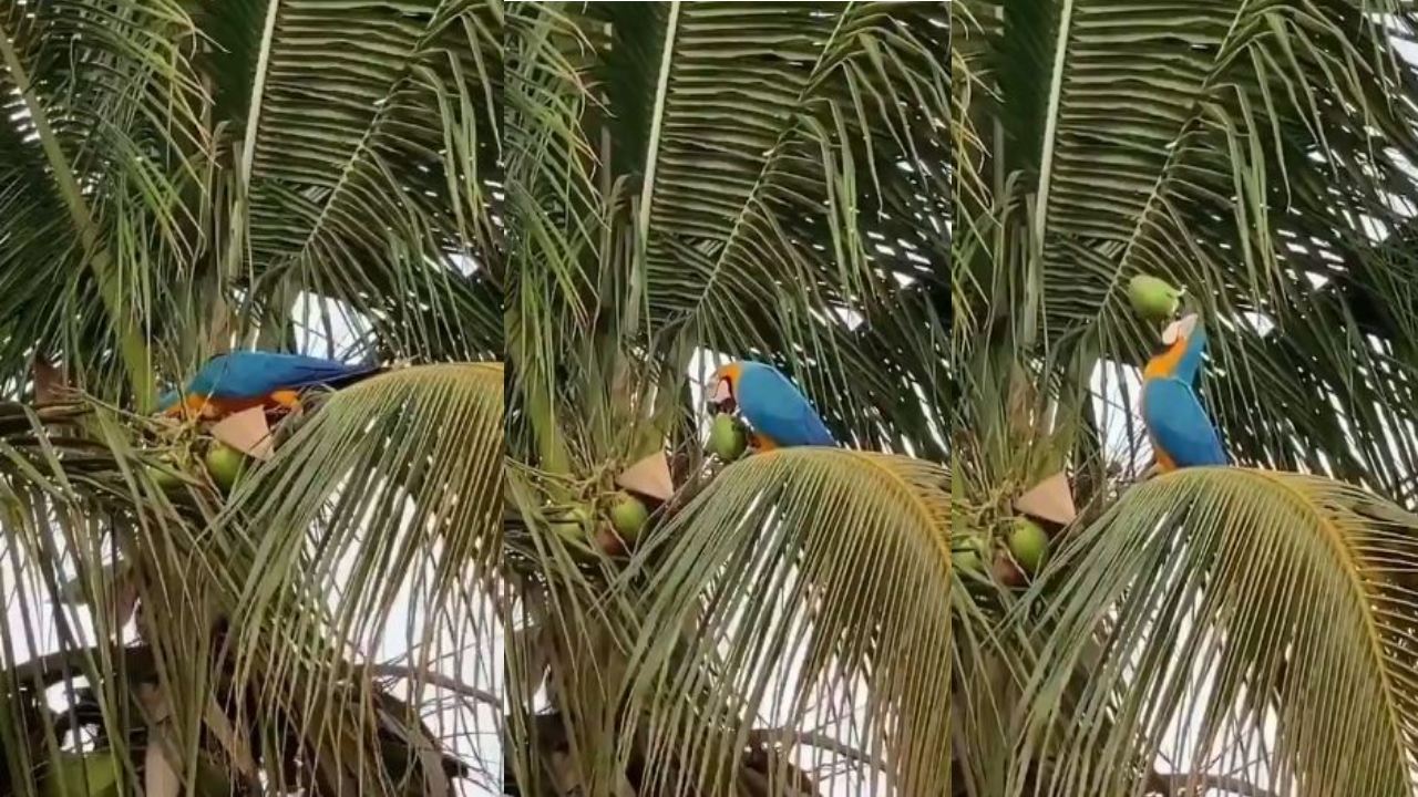 intelligent parrot : ఇది మామూలు రామచిలుక కాదు.. తెలంగాణ ఐపీఎస్ అధికారి పోస్ట్ చేసిన రామచిలుక క్యూట్ వీడియో intelligent parrot : ఇది మామూలు రామచిలుక కాదు.. తెలంగాణ ఐపీఎస్ అధికారి పోస్ట్ చేసిన రామచిలుక క్యూట్ వీడియో