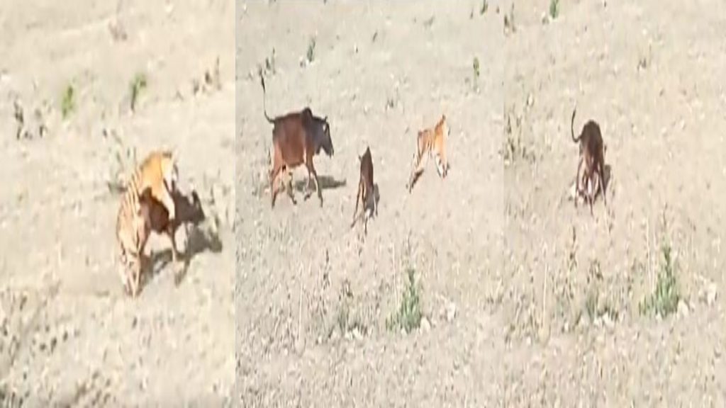 tiger attacking a cow
