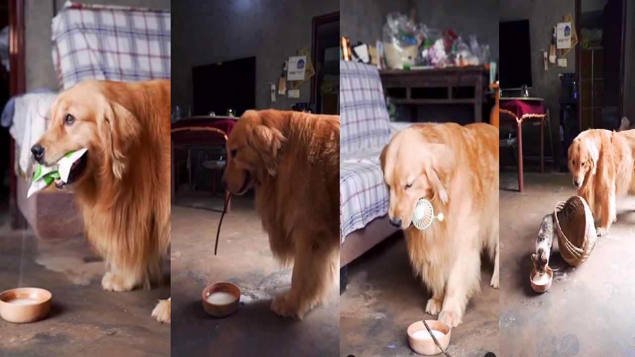 A kind dog : ఈ డాగ్ను చూసి మెచ్చుకోకుండా ఉండలేరు.. పిల్లి కోసం ఏం చేసిందంటే? A kind dog : ఈ డాగ్ను చూసి మెచ్చుకోకుండా ఉండలేరు.. పిల్లి కోసం ఏం చేసిందంటే?
