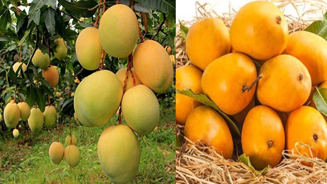 Mangoes on EMI : EMIలో మామిడిపండ్లు అందిస్తున్న పూనే వ్యాపారి.. ఆసక్తి చూపిస్తున్న కొనుగోలుదారులు Mangoes on EMI : EMIలో మామిడిపండ్లు అందిస్తున్న పూనే వ్యాపారి.. ఆసక్తి చూపిస్తున్న కొనుగోలుదారులు