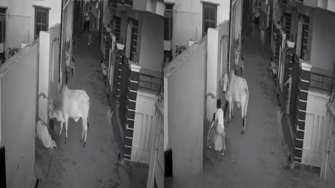 bull attack : మహిళపై ఎద్దు దాడి.. ప్రాణాలకు తెగించి కాపాడిన బాలుడి వీడియో వైరల్ bull attack : మహిళపై ఎద్దు దాడి.. ప్రాణాలకు తెగించి కాపాడిన బాలుడి వీడియో వైరల్