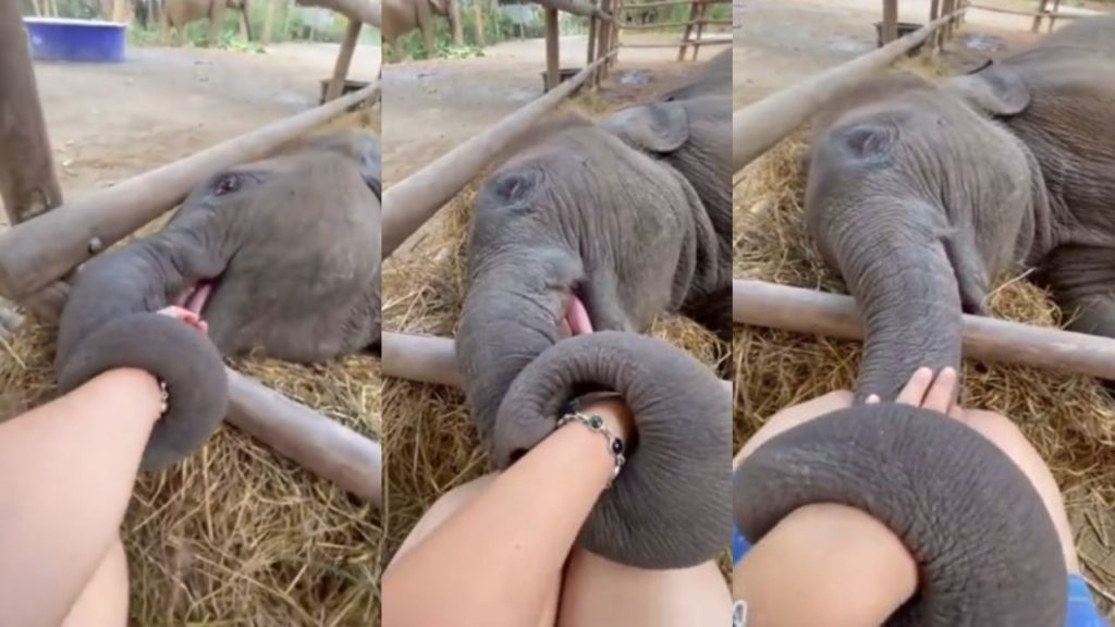 baby elephant