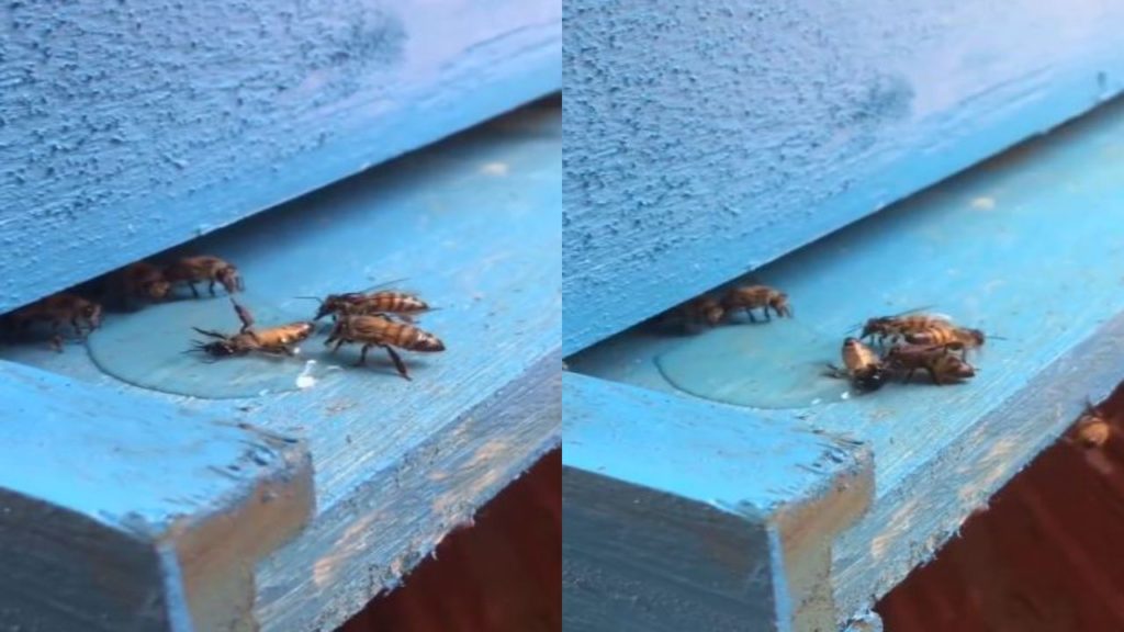 Friendship of bees