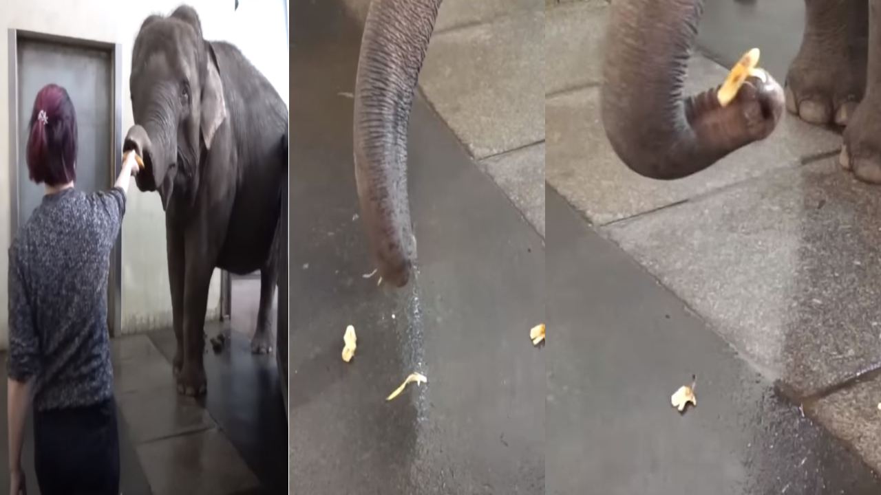 intelligent elephant : అరటిపండు తొక్క వొలిచి తింటున్న ఏనుగు వీడియో వైరల్ intelligent elephant : అరటిపండు తొక్క వొలిచి తింటున్న ఏనుగు వీడియో వైరల్